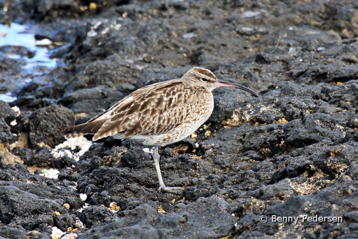 lille regnspove.jpg - Lille Regnspove (Numenius phaeopus)